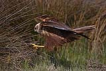 Saz delicesi / Circus aeruginosus / Western marsh-harrier 